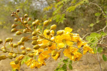 Caesalpinia mexicana  sau Pasarea Paradisului